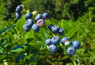 Bulk Pterostilbene Powder vs Resveratrol: Key Differences